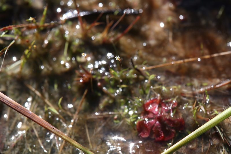 Utricularia quinquedentata, photographed by Hugo Innes