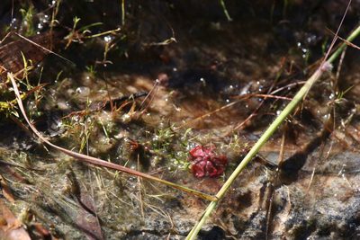 Utricularia quinquedentata, photographed by Hugo Innes