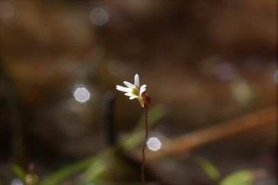 Utricularia quinquedentata, photographed by Hugo Innes