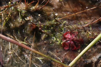 Utricularia quinquedentata, photographed by Hugo Innes