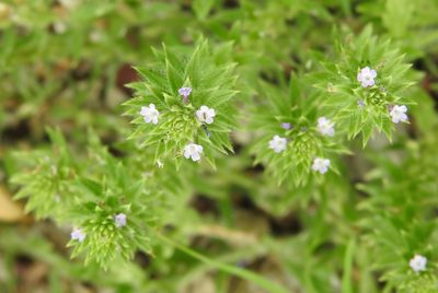 Verbena bracteata