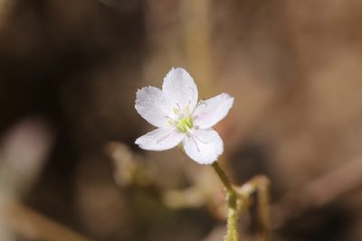 Drosera serpens, photographed by Hugo Innes