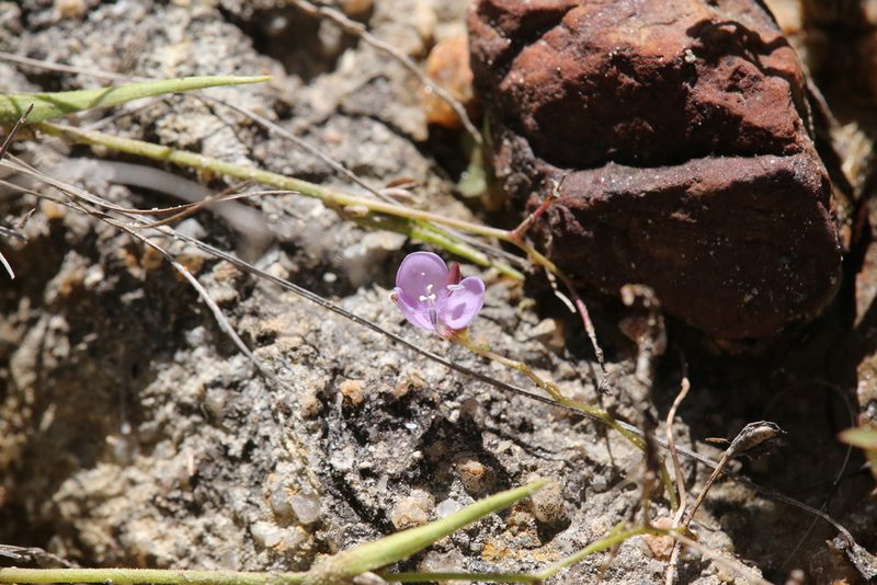 Murdannia graminea, photographed by Hugo Innes