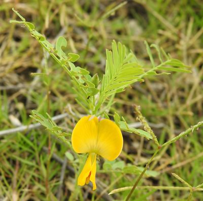 Sesbania herbacea, photographed by saltyhiker