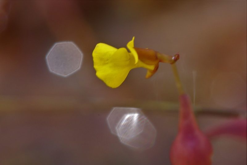 Utricularia bifida, photographed by Hugo Innes