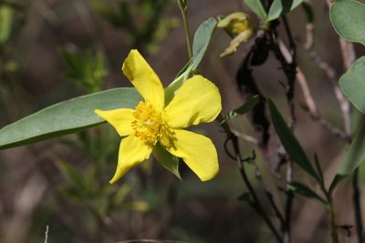 Hibbertia longifolia, photographed by Hugo Innes