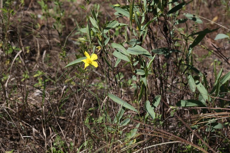 Hibbertia longifolia, photographed by Hugo Innes
