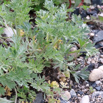 Artemisia absinthium, photographed by Carol Ann Vermeer