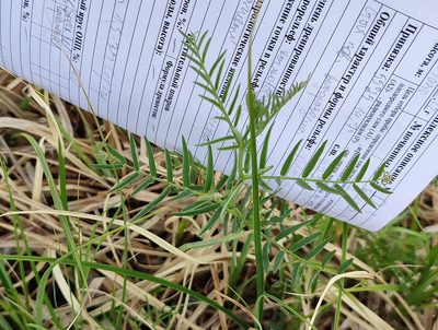 Vicia cracca, photographed by Yurii Basov