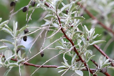 Elaeagnus angustifolia, photographed by Carol Ann Vermeer