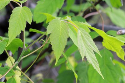 Acer negundo, photographed by Carol Ann Vermeer