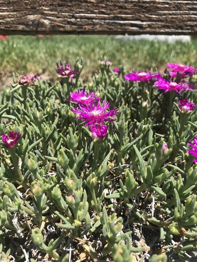 Delosperma cooperi, photographed by Chiara Catalano