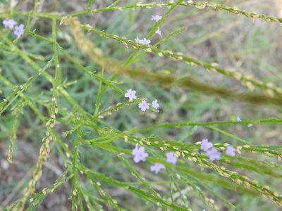 Verbena halei