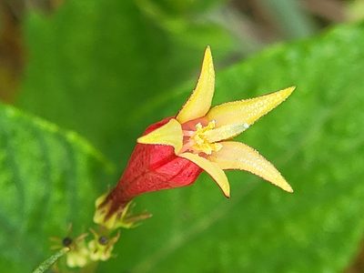 Spigelia marilandica, photographed by Rebecca Gimenez Husted