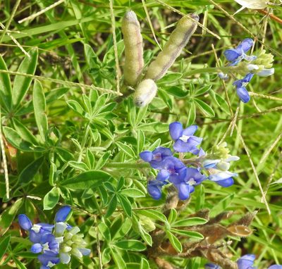 Lupinus texensis, photographed by saltyhiker