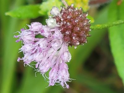 Allium vineale, photographed by Rebecca Gimenez Husted