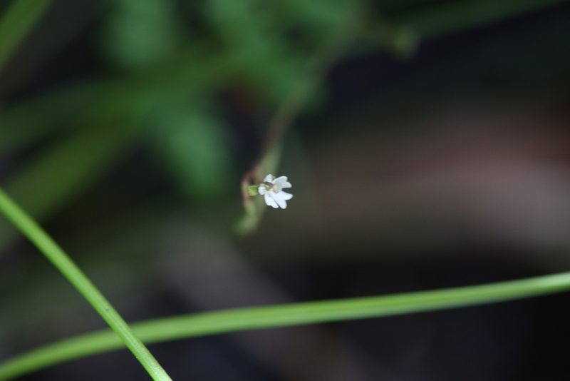 Stylidium uliginosum, photographed by Hugo Innes