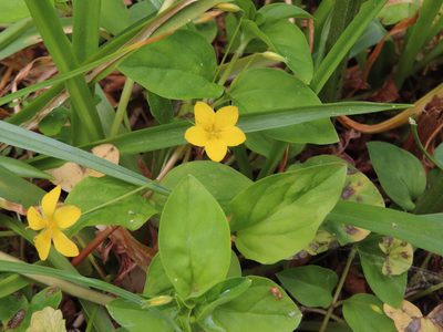 Lysimachia nemorum, photographed by Anne Thomson