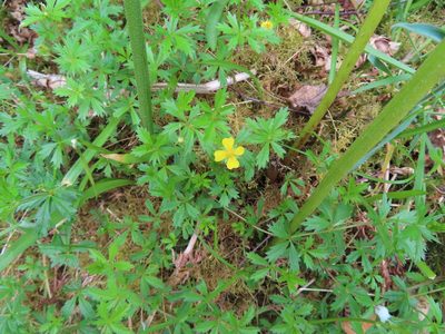 Potentilla erecta, photographed by Anne Thomson