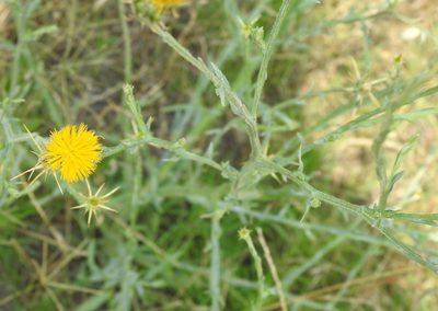 Centaurea solstitialis, photographed by saltyhiker