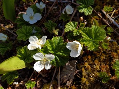 Rubus chamaemorus, photographed by Tyler Smith