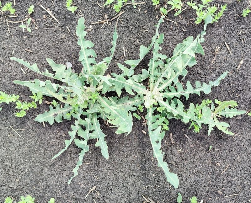 Lactuca tatarica, photographed by Yurii Basov