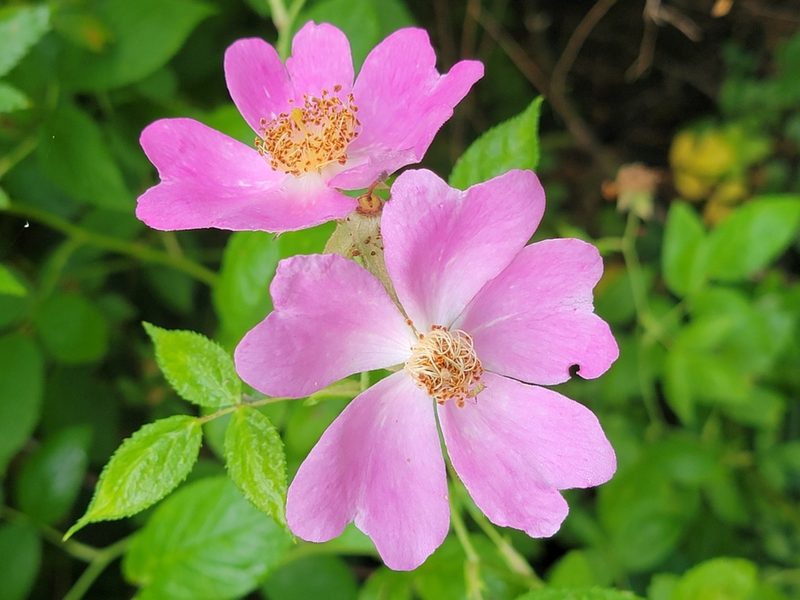 Rosa setigera, photographed by Rebecca Gimenez Husted