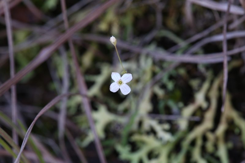 Mitrasacme polymorpha, photographed by Hugo Innes