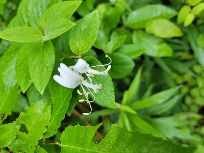 Lonicera japonica, photographed by Rebecca Gimenez Husted