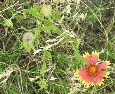 Gaillardia pulchella, photographed by saltyhiker