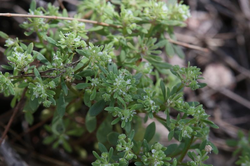 Poranthera microphylla, photographed by Hugo Innes
