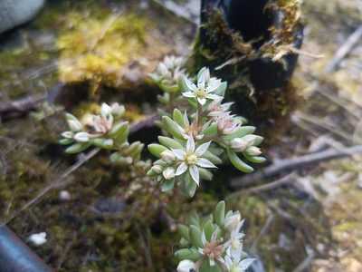 Sedum hispanicum, photographed by Michal Honskus