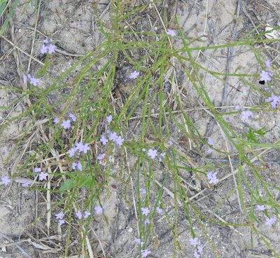 Verbena halei, photographed by saltyhiker