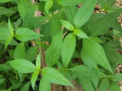 Ruellia strepens