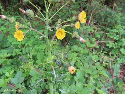 Sonchus asper
