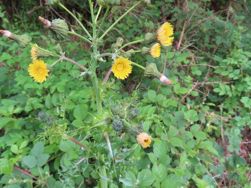 Sonchus asper, photographed by Anne Thomson
