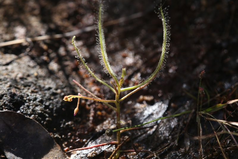 Drosera serpens, photographed by Hugo Innes