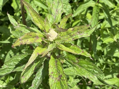 Eupatorium cannabinum, photographed by David Lazarus
