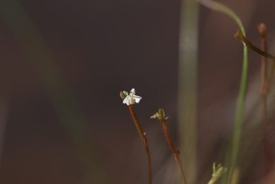 Stylidium uliginosum, photographed by Hugo Innes