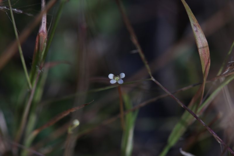 Stylidium rotundifolium, photographed by Hugo Innes