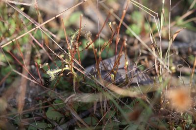 Stylidium rotundifolium, photographed by Hugo Innes