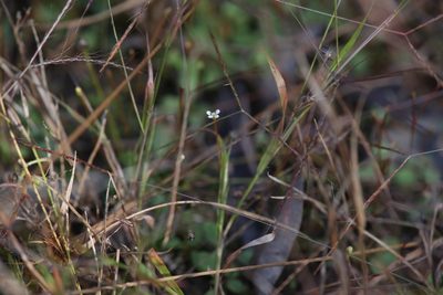 Stylidium rotundifolium, photographed by Hugo Innes