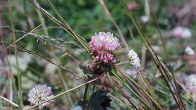 Trifolium hybridum, photographed by goldfjnch