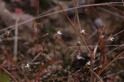 Stylidium uliginosum, photographed by Hugo Innes