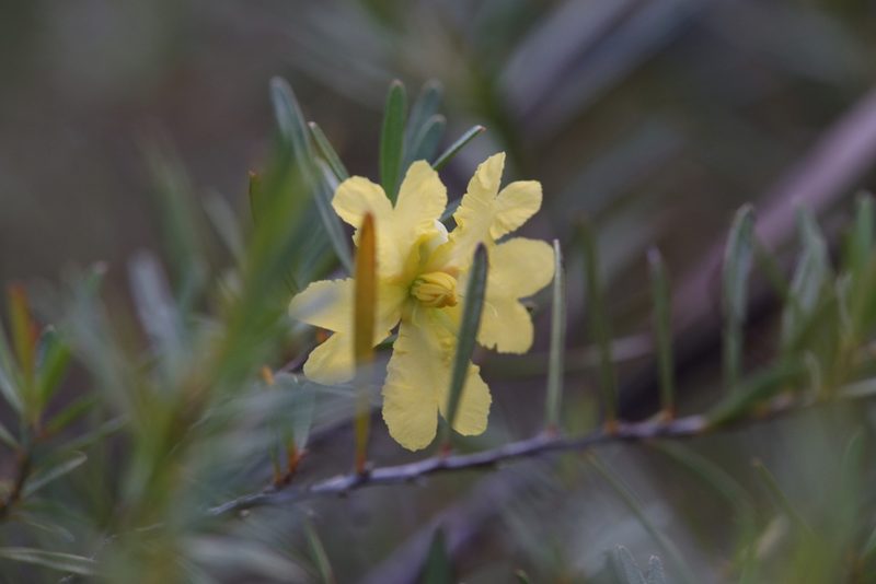 Hibbertia stirlingii, photographed by Hugo Innes
