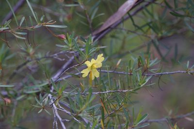 Hibbertia stirlingii, photographed by Hugo Innes