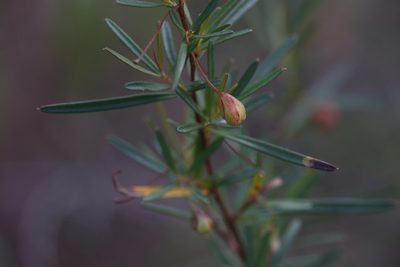 Hibbertia stirlingii, photographed by Hugo Innes