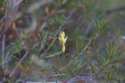 Hibbertia stirlingii, photographed by Hugo Innes