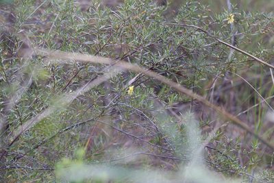 Hibbertia stirlingii, photographed by Hugo Innes