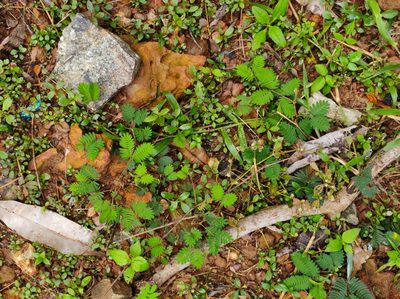 Mimosa pudica, photographed by Vis M